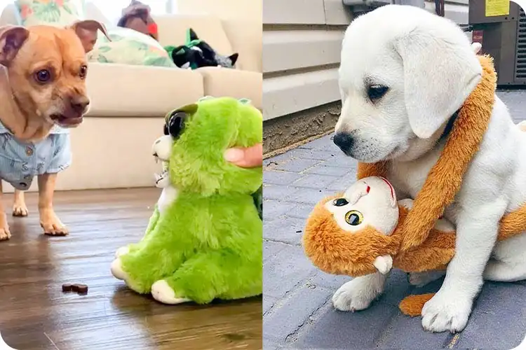 انتخاب عروسک مناسب سگ